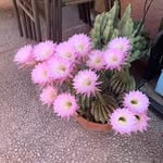 Barbara bostrom - @bostrom7045 - Instagram