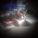 Barbara Bosworth - @buddydog35 - Instagram
