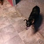 Barbara Bosworth - @buddydogbos - Instagram
