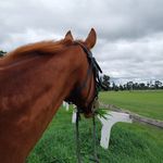 Barbara Botha - @wildcat_brooke_the_chestnut_ - Instagram