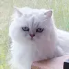 Bebe's Babies Kennel & Cattery - @barbarabrands - TikTok