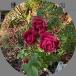 Barbara Bumgardner - @bumgardner3815 - Instagram