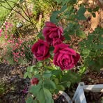 Barbara Bumgardner - Facebook