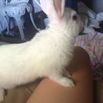 Barbara_bunnyrabbit - @barbara_bunnyrabbit - Instagram