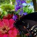Barbara Burks - Facebook
