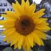 Barbara Burnham - Facebook