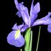 Barbara Burris - Facebook
