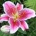 Barbara Burrow Spencer - Facebook
