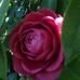 Barbara Cecere - Facebook