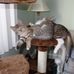Barbara Chaney - Facebook