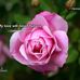 Barbara Hutchins Chism - Facebook