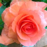 Barbara Clegg - @clegg_barbara - Instagram