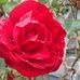 Barbara Clegg - Facebook