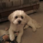 Barbara Massara Clegg - @furrycritter96 - Instagram