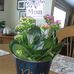 Barbara Corning - Facebook