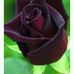 Barbara Corrales - Facebook