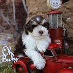 Barbara Corry - @joyful_schnauzers_ - Instagram