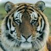 ..🐯..barbara2ndaccount..🐯.. - @barbara.loves.no1 - TikTok
