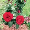 Barbara Courson - @barbara.courson - TikTok