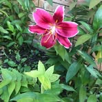 Barbara Deardorff - Facebook