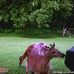 Barbara Dickson - Facebook