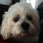 Barbara DiLeo - @bdileo1 - Instagram
