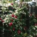 Barbara Thankful Dilger - Facebook
