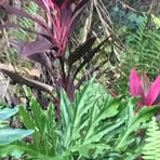 Barbara Dillehay - Facebook