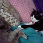 Barbara Diller - @ilovecatsndogsnbirds - Instagram