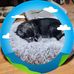Barbara Dillon - Facebook