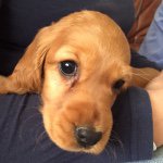 Lula St. Barbara Dillon Harris - @sweetlulabear - Instagram