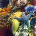 Santa Barbara Divers - Facebook