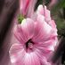 Barbara Dixey - Facebook