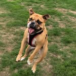 BarbaraDoesInsta - @barbara_queen_of_the_bulldogs - Instagram