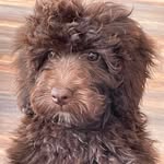 Dolly Dog - @dame_dolly_barbara - Instagram