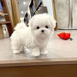 Barbara Doris - @yorkie.for_sale - Instagram