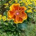 Barbara Dow - Facebook