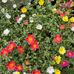 Barbara Dowd - Facebook