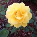 Barbara Gillespie Dyson - @dyson7318 - Instagram