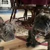 barbaraeakley - @barbaraeakley - TikTok