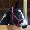 Barbara Easton101 - @nanniegoat9 - TikTok