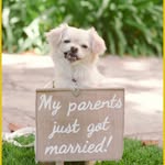 Weddings & Special Events - @santabarbaracountyweddings - Instagram