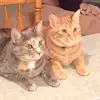 barbaraekstrommcc - @barbaraekstrommcc - TikTok