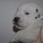 Barbara Eldred - @tank_and_rat_dog - Instagram