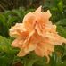 Barbara Carridice Ellington - Facebook