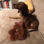 Barbara England - @dackeldame_della - Instagram