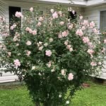 Barbara Justice Enlow - @barbaraenlow - Instagram