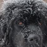 Barbara Aiello-Fallon - @my_black_and_white_newfie_ - Instagram