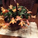 Barbara Hewitt Feeney - @barbffeeney - Instagram