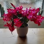 Barbara Fifield - @barbara.fifield.50 - Instagram